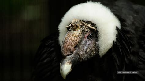 Wcs Argentina Wildlife Andean Condor