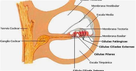 Fisiolog A Y Patolog As En Otorrinolaringolog A Rgano De Corti