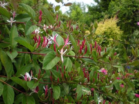 Lonicera Japonica Purpurea Lonicera Japonica Repens Purpurea