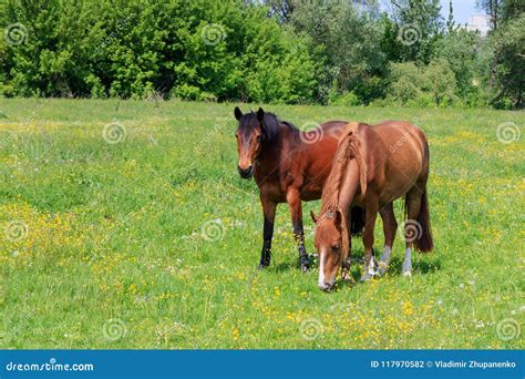 Two Brown Horses Grazing On The Meadow On A Sunny Summer Day Stock