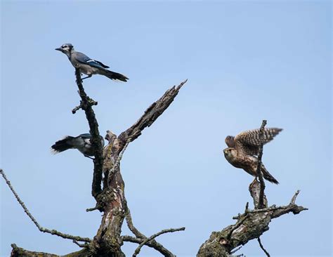 Peregrine falcons in Manhattan, New York City : r/birdsofprey