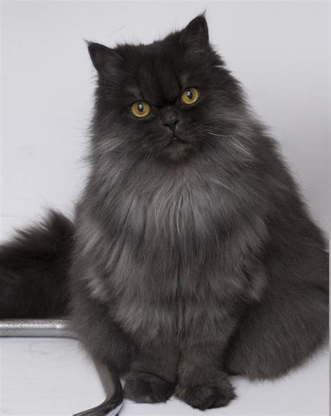 831 best Black Persian Cat images on Pinterest | Kitty cats, Fluffy pets and Adorable animals