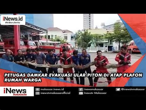 Tim Damkar Evakuasi Ular Piton Dari Plafon Rumah Warga Youtube