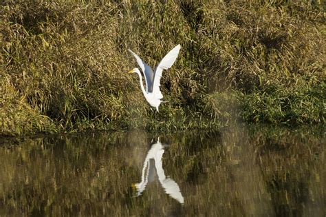 Dsc Egret In Everett Tony Spane Flickr