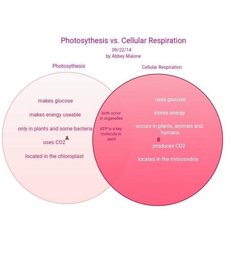 Blank Venn Diagram Cellular Respiration And Photosynthesis