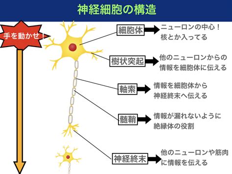 多発性硬化症とはどんな病態？脱髄性疾患や髄鞘の仕組みをわかりやすく解説！