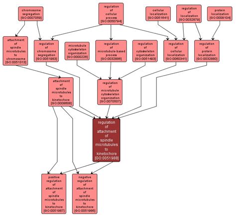 YRC Public Data Repository Gene Ontology Regulation Of Attachment