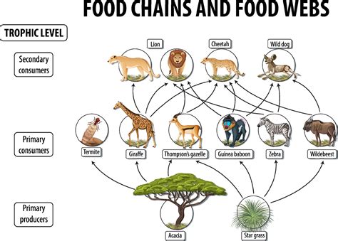 Food Chain Diagrams Generator Online Explain How Energy Flow