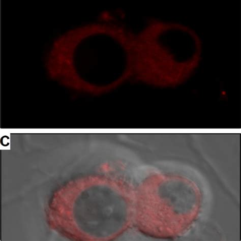 Images of DRG neurons. A, visible image of neurons. B,... | Download ...