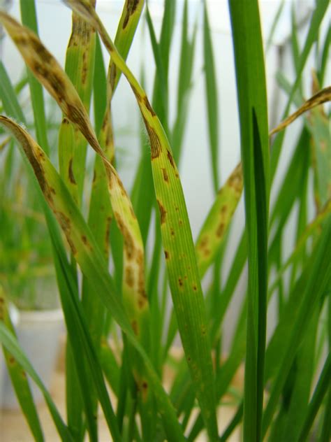 Mancha De Stagonospora Em Trigo Portal Embrapa