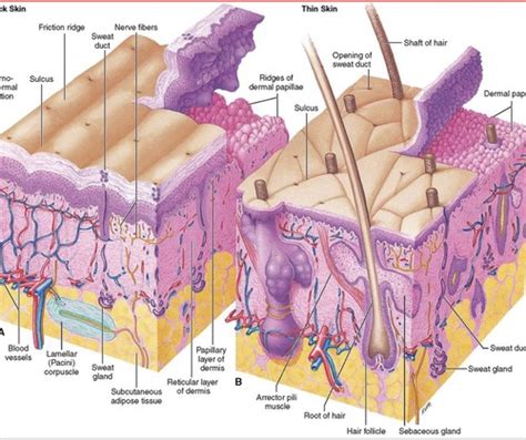 Systemic Pathology Exam Flashcards Quizlet