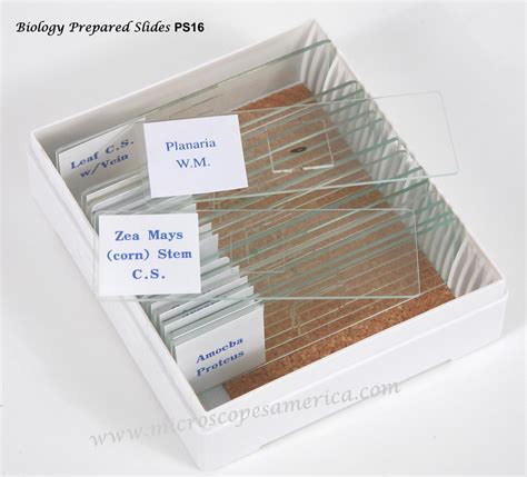 Prepared Slide Sets For Microscopes