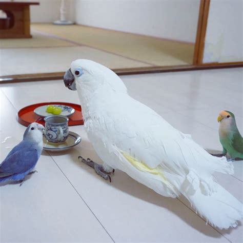 インコ男前コザクラインコインコと暮らす家いいね♪いつもありがとうございます ️などのインテリア実例 2016 10 28