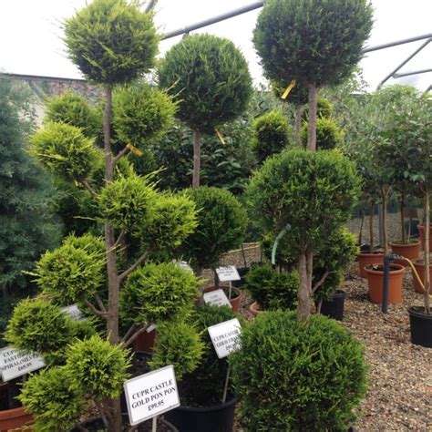 Buy Topiary Plants In Suffolk | Woolpit Nurseries - Family Run Plant ...