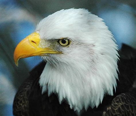 List 98 Pictures Male And Female Bald Eagle Photos Sharp