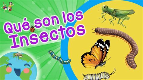 Qu Son Los Insectos Tipos De Insectos Videos Educativos Para Ni Os