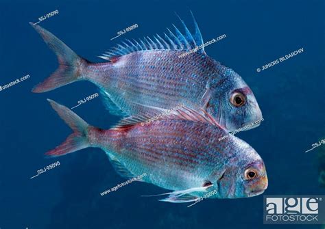 Sparus Auratus Gilthead Seabream Stock Photo Picture And Rights