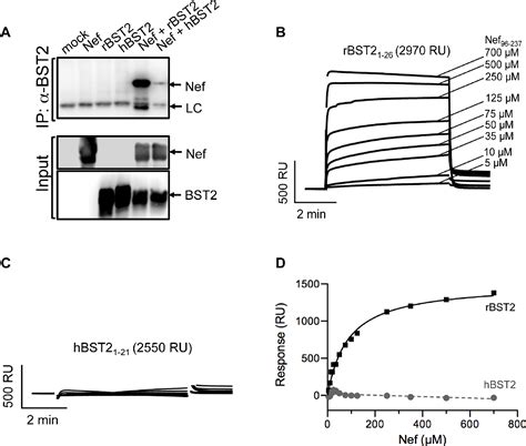 Figure 1 From Tetherin BST 2 Antagonism By Nef Depends On A Direct