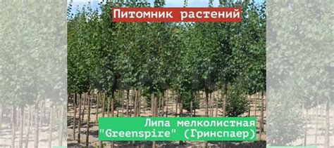 Greenspire