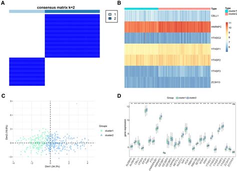 Frontiers Significance Of RNA N6 Methyladenosine Regulators In The