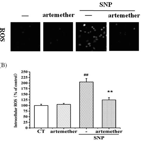 Effect Of Artemether On The Intracellular Ros Level Induced By Snp