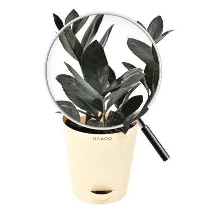 Ugaoo Zamia Zz Black Natural Live Indoor Plant With Pot Medium Jiomart