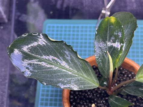 Yahoo オークション TB便Bucephalandra sp Pearl gray 水上株