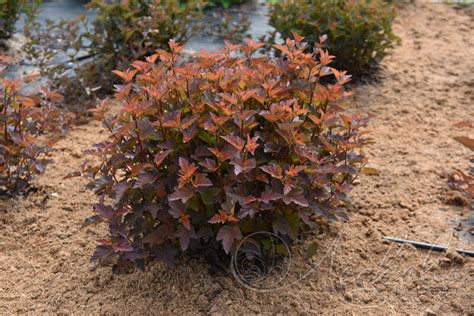 Пузыреплодник калинолистный (Physocarpus opulifolius `Diable d`Or ...