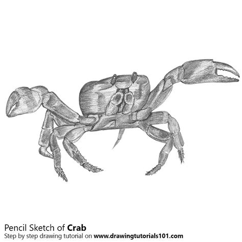 Crab Pencil Drawing - How to Sketch Crab using Pencils ...