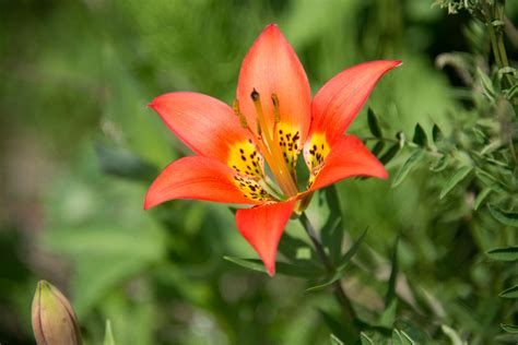 Cj Bennington Fine Art Photography Wood Lily Western Wood Lily