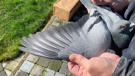 Gaby Vandenabeele Bliksem Rudy Racing Pigeons 2022 Imported