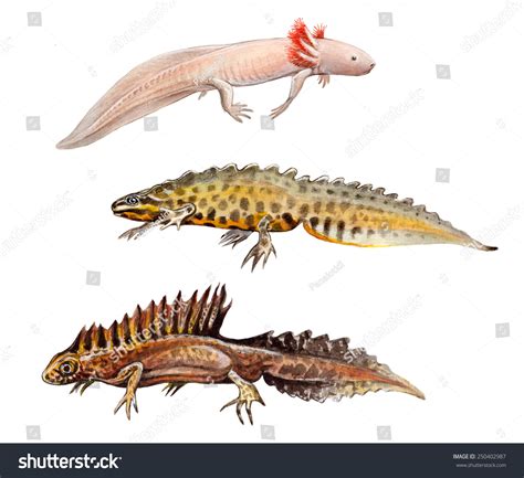 Different Types Salamanders Axolotl Common Newt Ilustraci N De Stock