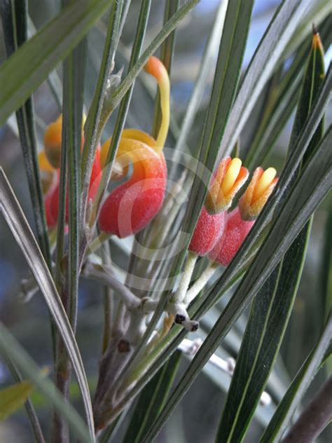 Grevillea Refracta Silver Leaf Grevillea Silver Oak Information And Photos