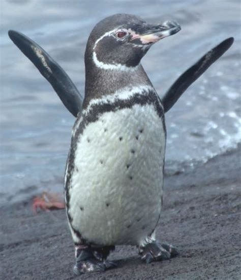 Animals Plants Rainforest Galapagos Islands Facts Islands And Animals