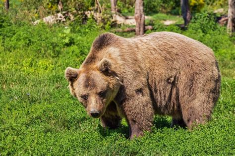 Animali Del Bosco Scopri Quali Sono E Tante Curiosità Cuccioliamoit