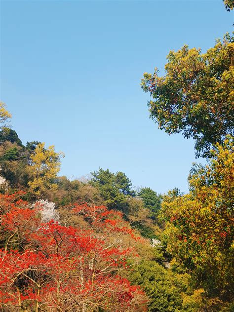 Banco De Imagens Panorama árvore Natureza Floresta Montanha Plantar Céu Prado Folha