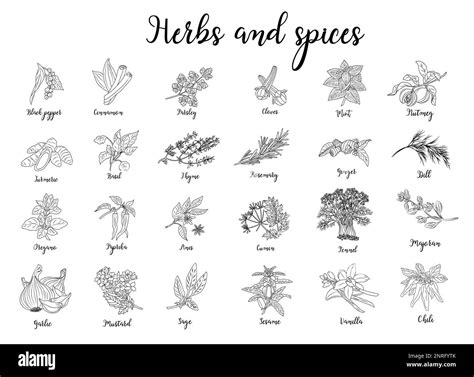 Herbs And Spices Hand Drawn Vector Illustration Stock Vector Image