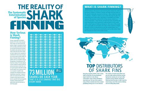 Katie Appel - Shark Finning Infographic