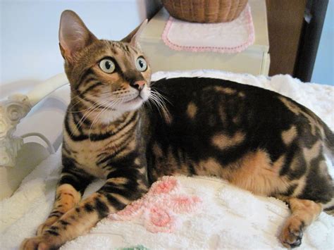 Top Pet Bengals: Variety of Bengals