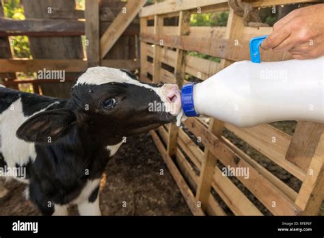 Baby Cow Feeding Stock Photos & Baby Cow Feeding Stock Images - Alamy