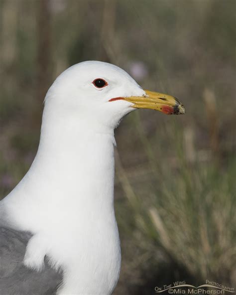 California Gull In Breeding Plumage Mia McPherson S On The Wing