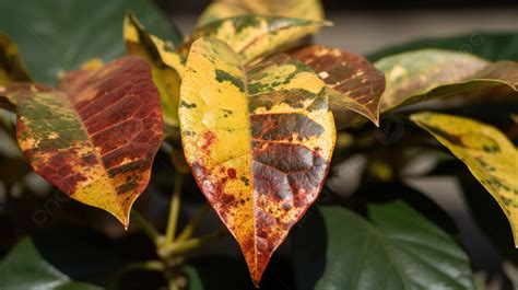 Croton Plant Diseases Picture Background Images, HD Pictures and ...