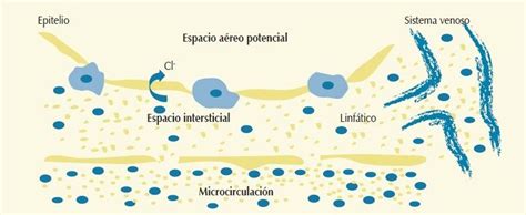 Respiracion Y Circulacion Neonatal Mapa Mental