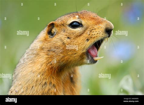 arctic ground squirrel teeth  res stock photography  images alamy