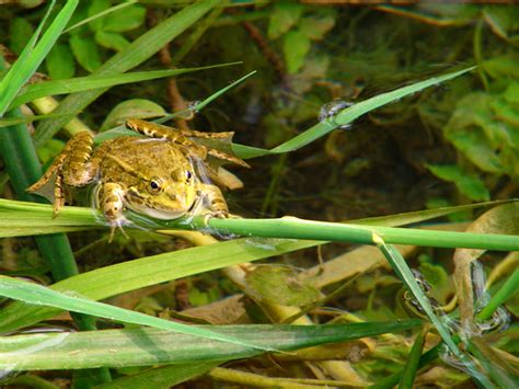 Free froggy Images & Pictures | Royalty-Free | FreeImages