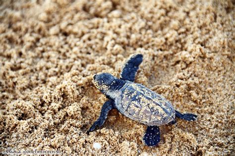 2023 Honuʻea (Hawksbill) Turtle Nesting Season Recap | Hawaii Wildlife Fund