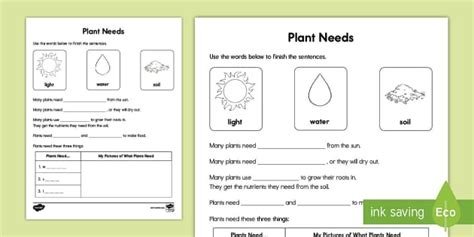 Plant Needs Activity For K 2nd Grade Teacher Made Twinkl