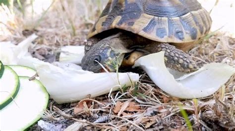 Small Land Turtle Eats Vegetables Stock Footage Video (100% Royalty ...