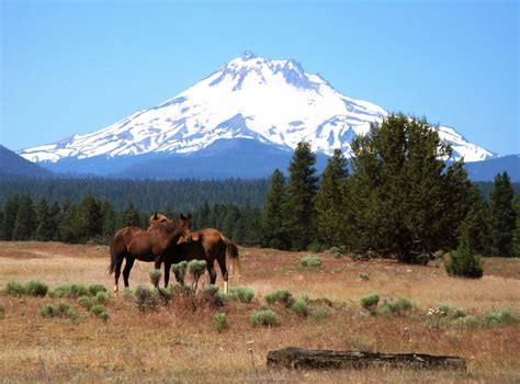 into the wild oregon: Warm Springs Reservation: Bears, Wild Horses ...