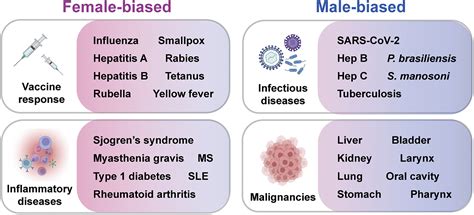 Sex Biased Adaptive Immune Regulation In Cancer Development And Therapy